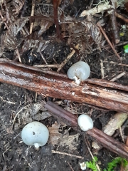 Psilocybe weraroa