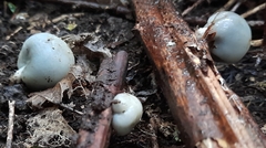 Psilocybe weraroa