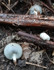 Psilocybe weraroa
