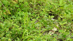 Luthrodes pandava peripatria