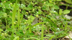 Luthrodes pandava peripatria