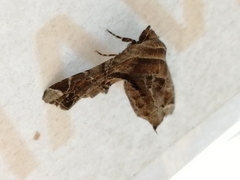 Eutelia pulcherrimus