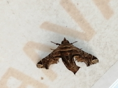 Eutelia pulcherrimus