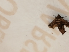 Eutelia pulcherrimus