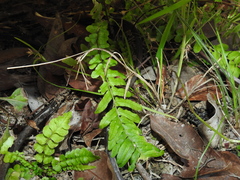Blechnum parrisiae