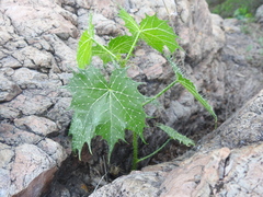 Cnidoscolus angustidens