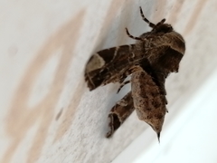 Eutelia pulcherrimus