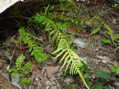 Blechnum parrisiae