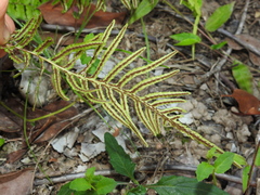 Blechnum parrisiae