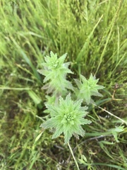 Bellardia viscosa