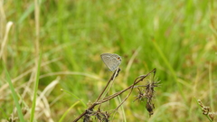 Luthrodes pandava peripatria