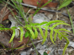 Blechnum parrisiae