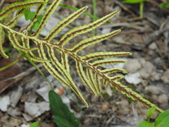 Blechnum parrisiae