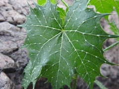 Cnidoscolus angustidens