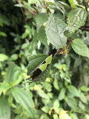 Stibochiona nicea