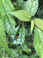 Stibochiona nicea