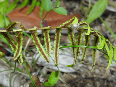 Blechnum parrisiae