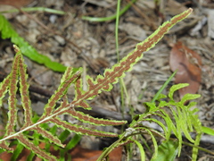 Blechnum parrisiae