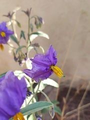 Solanum elaeagnifolium