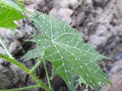 Cnidoscolus angustidens