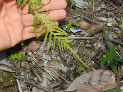 Blechnum parrisiae