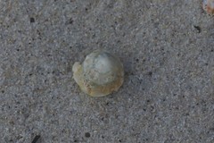 Bellastraea squamifera