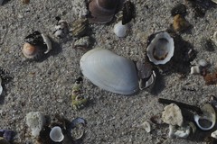 Venerupis galactites