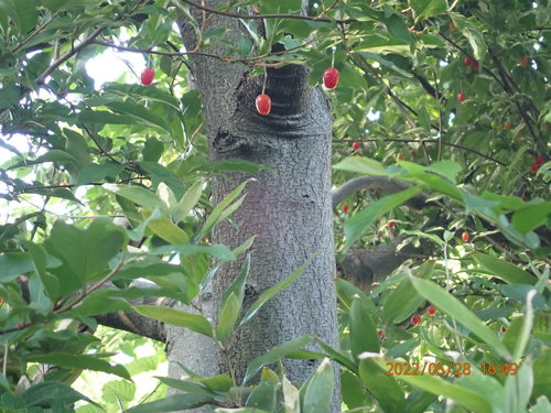 Elaeagnus multiflora iNat (1)