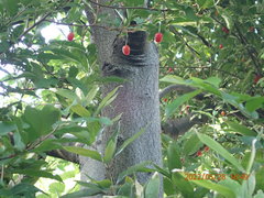 Elaeagnus multiflora