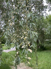 Salix alba micans