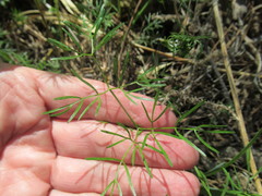 Cenolophium denudatum