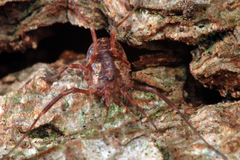 Lophopilio palpinalis