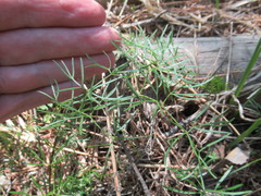Cenolophium denudatum