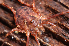 Lophopilio palpinalis