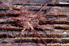 Lophopilio palpinalis