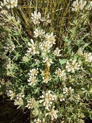 Dorycnium