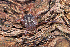 Lophopilio palpinalis