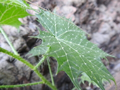 Cnidoscolus angustidens