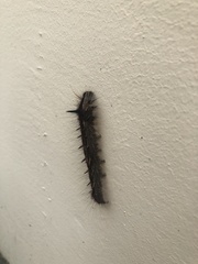 Lepidoptera
