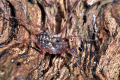 Lophopilio palpinalis