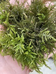 Thamnobryum