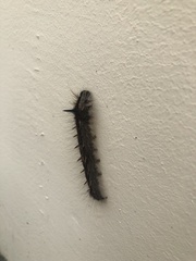 Lepidoptera