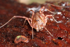 Lophopilio palpinalis