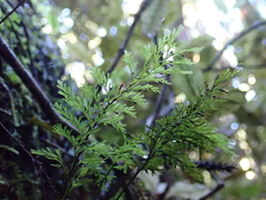 Trichomanes strictum