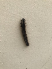 Lepidoptera