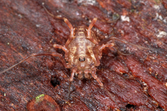 Lophopilio palpinalis