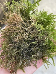 Thamnobryum