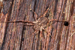 Lophopilio palpinalis