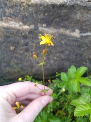 Hypericum pulchrum