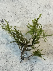 Thamnobryum